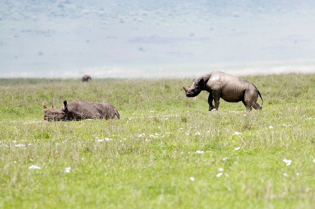 Ngorongoro Nasehorn med unge05.jpg - Black Rhinocerus (Diceros bicornis), Ngorongoro Tanzania March 2006